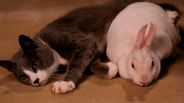 Unbreakable Kimmy Schmidt - Kimmy Kidnaps Gretchen! - Bunny and Kitty next to each other