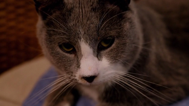 Unbreakable Kimmy Schmidt - Kimmy Kidnaps Gretchen! - close up of Kitty