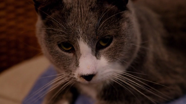 Unbreakable Kimmy Schmidt - Kimmy Kidnaps Gretchen! - close up of Kitty