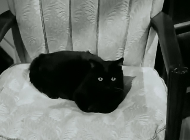 The Untouchables - The St. Louis Story black cat
