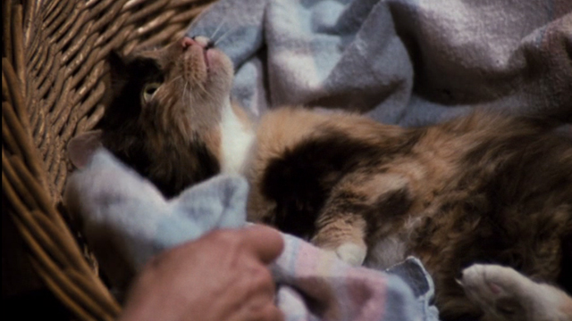 The Waltons - The Loss - large Calico cat lying in basket