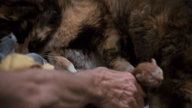 The Waltons - The Loss - large Calico cat with tiny yellow kitten