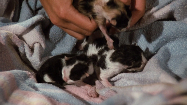 The Waltons - The Loss - three tiny kittens on blanket