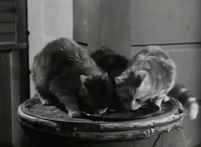 The Westerner - The Courting of Libby - cats eating on barrel