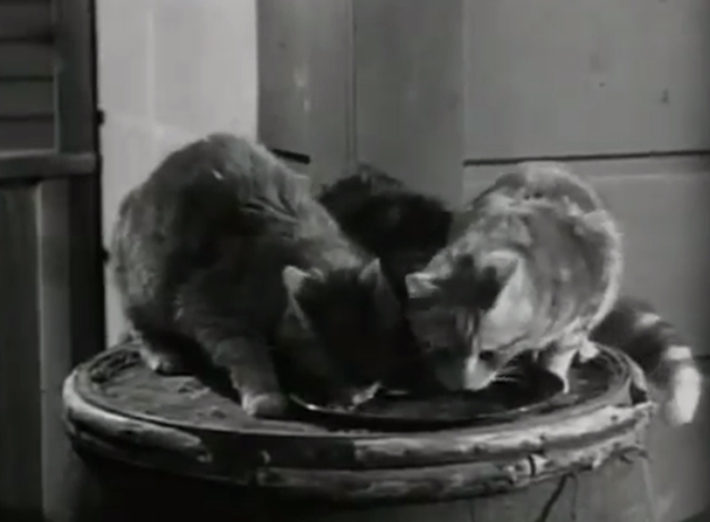 The Westerner - The Courting of Libby - cats eating on barrel