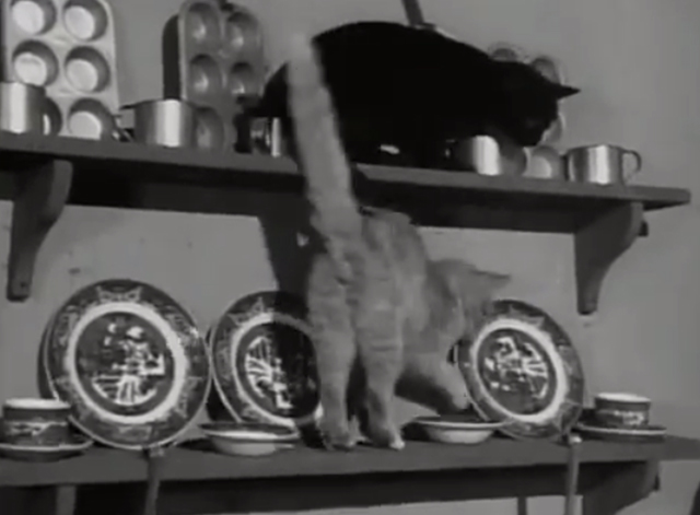 The Westerner - The Courting of Libby - orange and black cat on shelves