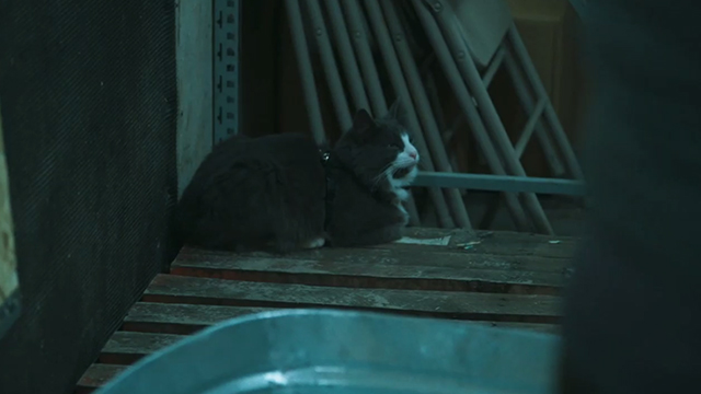 What We Do in the Shadows - Manhattan Night Club - gray and white cat familiar Sam