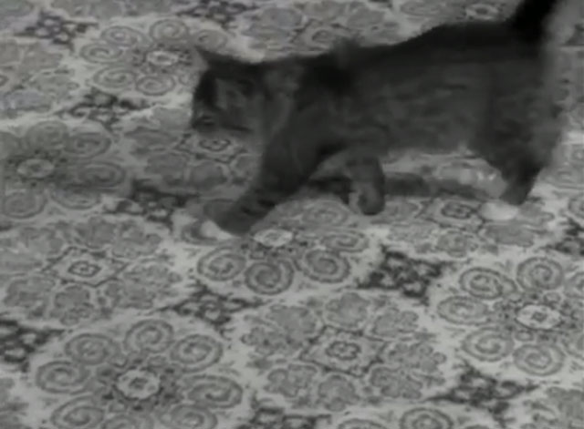 The Wild Wild West - The Night of the Dancing Death - long haired kitten walking across floor