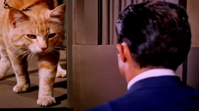 The Wild Wild West - The Night of the Raven - Jim West Robert Conrad facing giant orange tabby cat