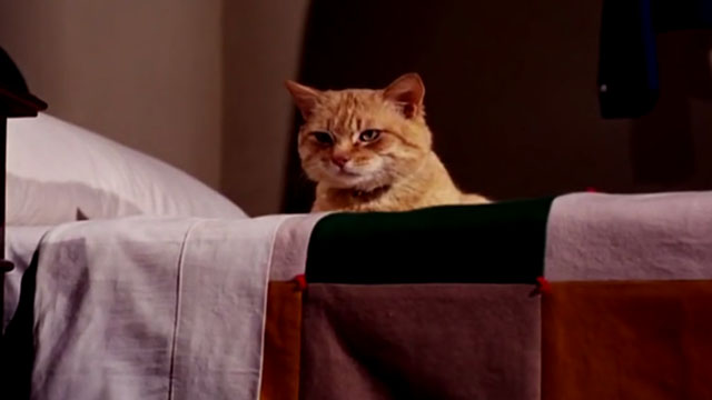 The Wild Wild West - The Night of the Raven - orange tabby cat on bed looking down