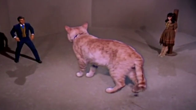 The Wild Wild West - The Night of the Raven - orange tabby cat in arena with small Jim West Robert Conrad and Wanakee Phyllis Newman