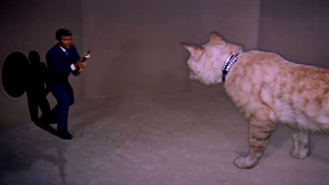The Wild Wild West - The Night of the Raven - orange tabby cat in arena with small Jim West Robert Conrad with knife