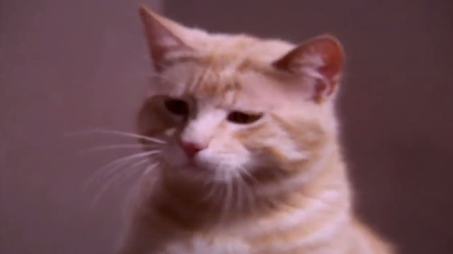 The Wild Wild West - The Night of the Raven - orange tabby cat blurry close up