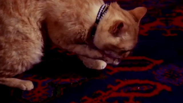 The Wild Wild West - The Night of the Raven - orange tabby cat licking paw