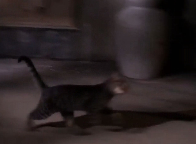 The Wild Wild West - The Night of the Sabatini Death - tabby cat running for crypt door