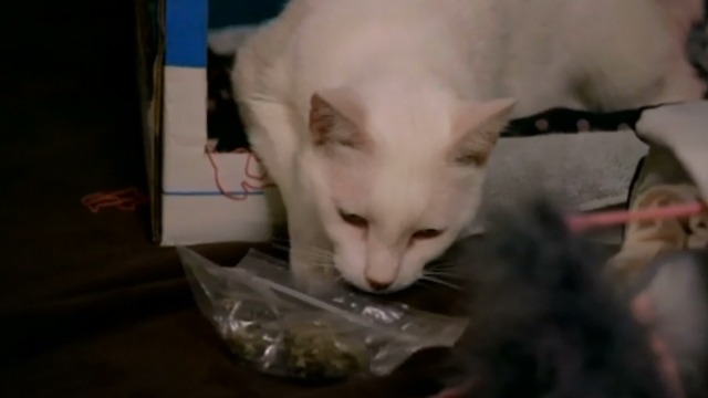 Workaholics - white cat Denny's sniffing at bag