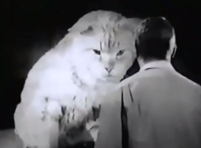World of Giants - Special Agent - giant tabby cat looking at Mel Marshall Thompson