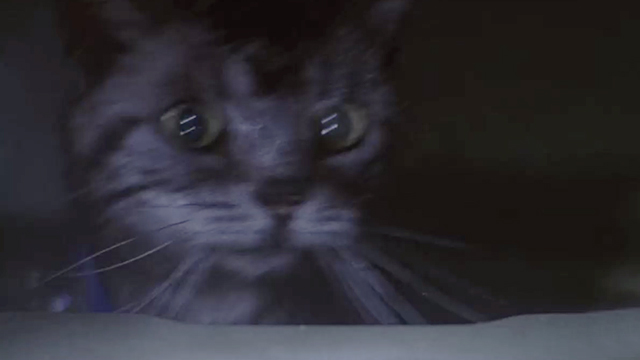 The X-Files - Agua Mala - Bengal tabby cat Reggie popping out of washing machine