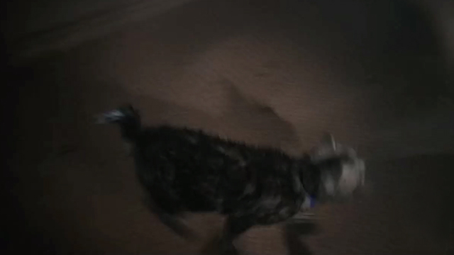 The X-Files - Agua Mala - Bengal tabby cat Reggie running across room