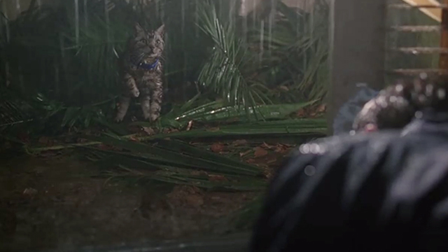 The X-Files - Agua Mala - Bengal tabby cat Reggie sitting outside in the rain