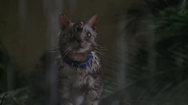 The X-Files - Agua Mala - Bengal tabby cat Reggie sitting outside in the rain