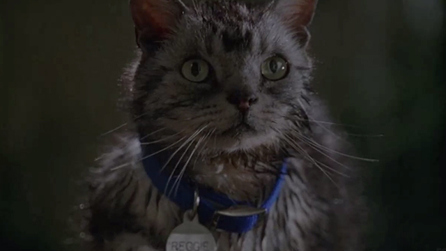 The X-Files - Agua Mala - close up of Bengal tabby cat Reggie sitting outside in the rain