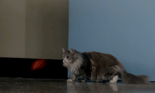 The X-Files - Founder's Mutation - Maine Coon cat reacts to apple flying towards it