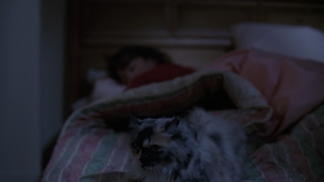 The X-Files - Shadows calico cat at foot of bed