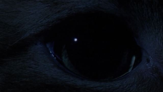 The X-Files - Teso dos Bichos - close up of cat's eye
