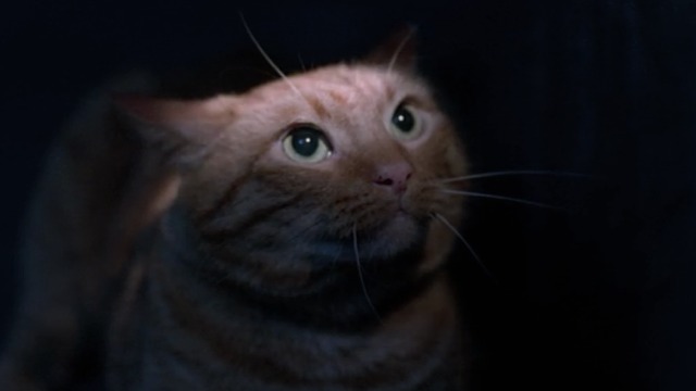 The X-Files - Teso dos Bichos - flashlight shines on orange tabby cat