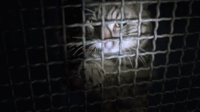 The X-Files - Teso dos Bichos - tabby cat leaps up at mesh