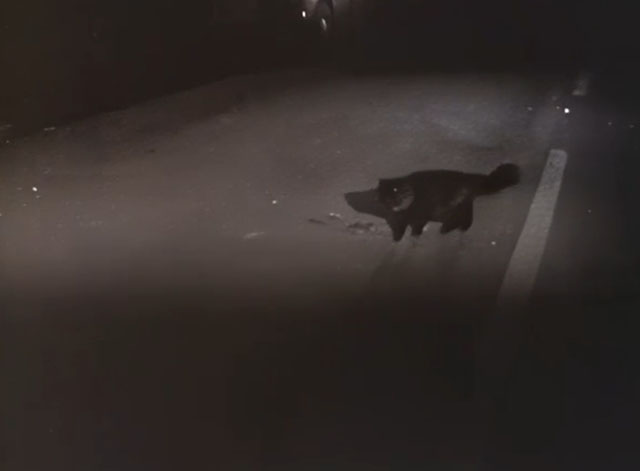 Z-Cars - Background - tortoiseshell cat on dark road