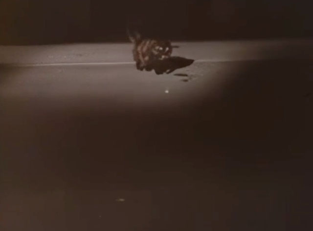 Z-Cars - Background - tortoiseshell cat on dark road