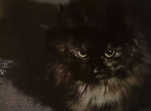 Z-Cars - Background - close up of tortoiseshell cat