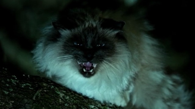 Zoo - Fight or Flight - Himalayan cat in tree hisses