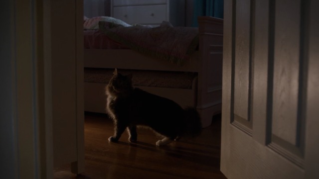 Zoo - Fight or Flight - Maine Coon cat Cupcake enters little girl's bedroom
