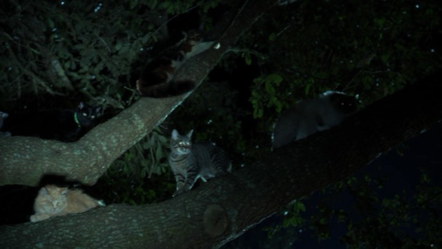 Zoo - First Blood - several cats in tree