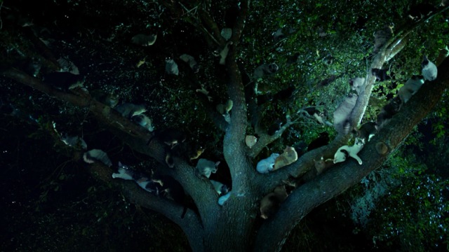 Zoo - First Blood - numerous cats in tree