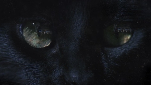 Zoo - First Blood - close up of black cat's eyes