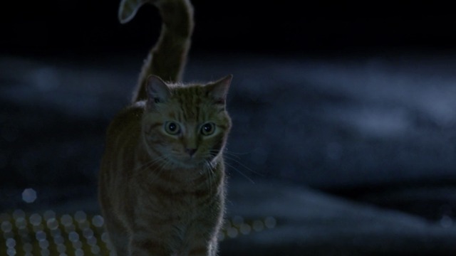 Zoo - That Great Big Hill of Hope - orange tabby cat nearby