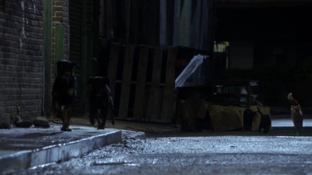 Zoo - That Great Big Hill of Hope - dogs and orange tabby cats running down street