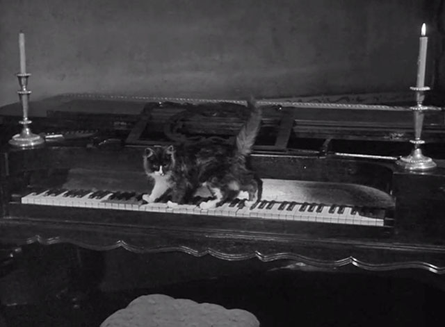 Zorro - Eagle Leaves the Nest - tortoiseshell kitten walking on piano keyboard