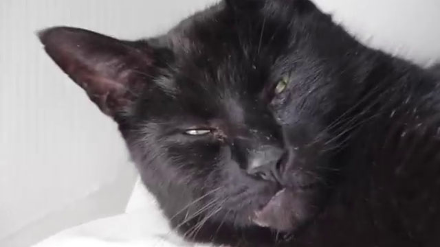 Ages - Ross Blake - black cat Kimba Sharp close up