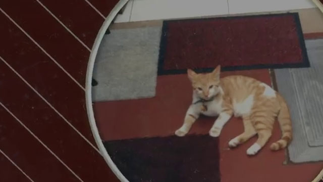 Ages - Ross Blake - photo of ginger and white cat in frame