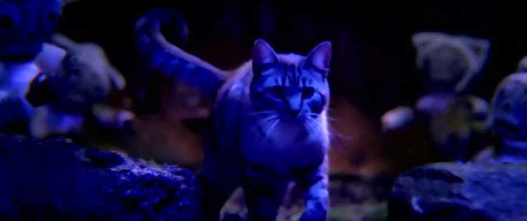 Asleep in the Deep - Mastadon - Skye cat with underground creatures