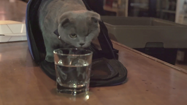 Autumn Sunglasses - Robyn Hitchcock - one eyed grey Scottish fold cat Tubby V. Stardust looking at drink