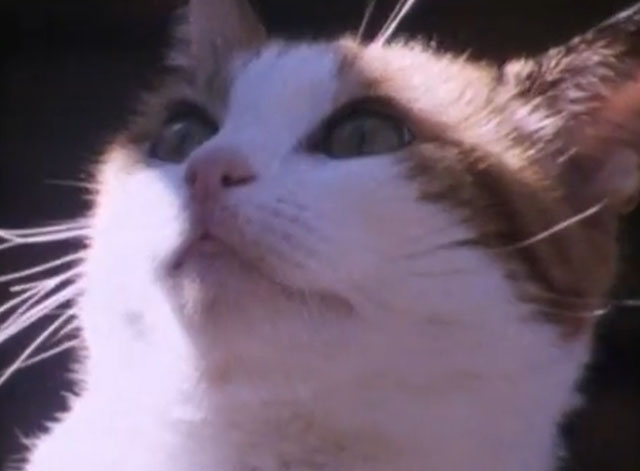 Beautiful Waste - The Triffids - close up of calico tabby cat