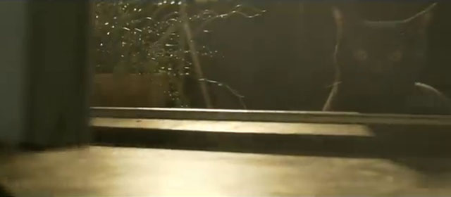 Black Cat - Mayday Parade - black cat outside window