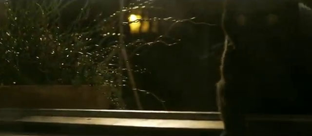 Black Cat - Mayday Parade - black cat coming through window