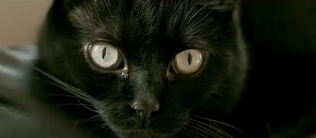 Black Cat - Mayday Parade - black cat close up